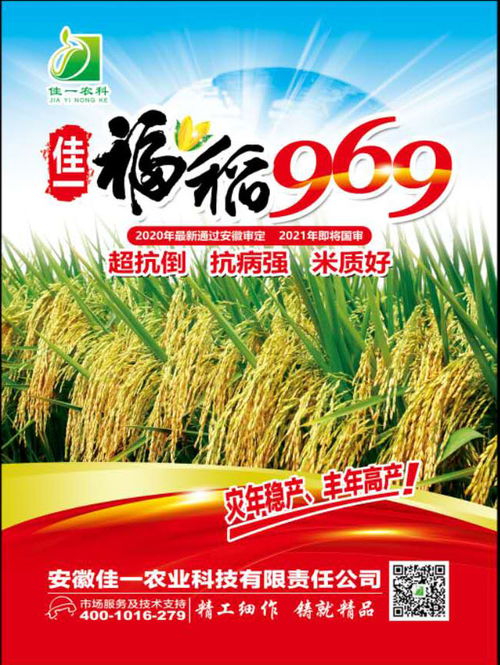 佳一福稻969 引领高产优质杂交水稻新标杆，诚邀技术合作